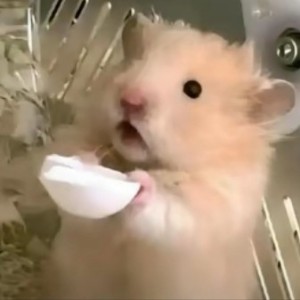 一只猪妞的个人空间