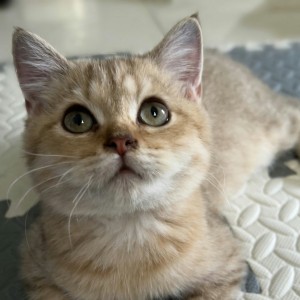 小美咪的钢琴谱