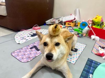 小狗狗的钢琴谱