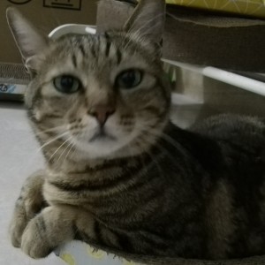 138****8954的钢琴谱