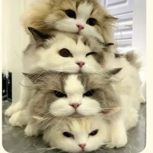 Jam的钢琴谱