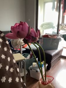 荷花的个人空间