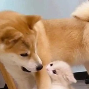 XQ.俞ˁ˙˟˙ˀ的钢琴谱