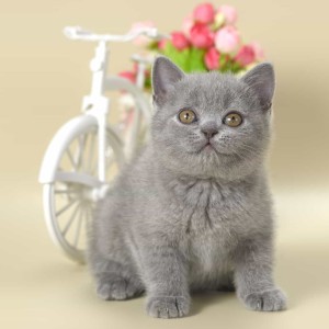 爱弹琴的小猫咪(小号)的个人空间