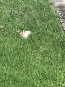 131****2817的钢琴谱