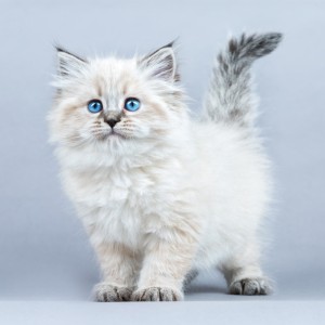 一只奇妙的小猫的钢琴谱