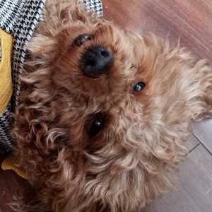 小懒狗(lucky &豆豆)的个人空间