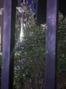 糹荼的钢琴谱
