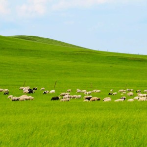 Grass  Land的钢琴谱