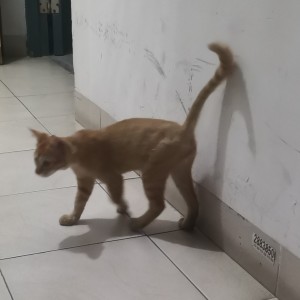 [猫武]雷族松鸦羽的钢琴谱