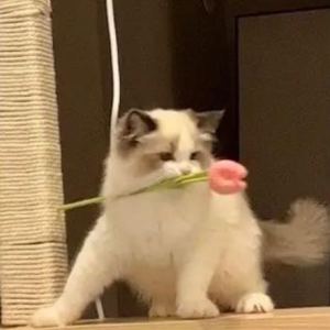落叶起^的个人空间
