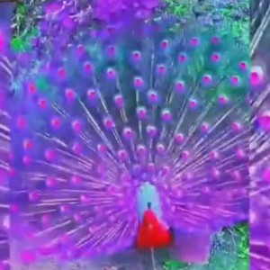 蓝琪的个人空间