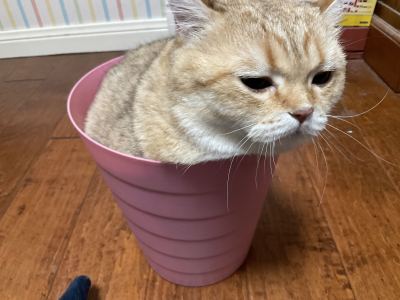 蓝天白云小猫咪的钢琴谱
