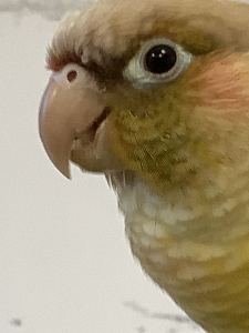 小雷雷的钢琴谱