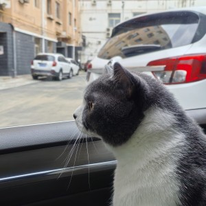 ber？这对吗的钢琴谱