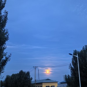 疯魔的🐮的钢琴谱