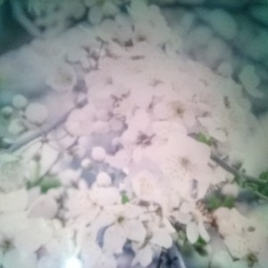 曹老师｜英语启蒙+学习规划的钢琴谱