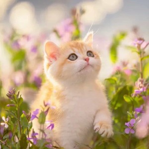 爱弹琴的小猫咪（小号）的钢琴谱