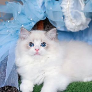 小猫女孩的钢琴谱