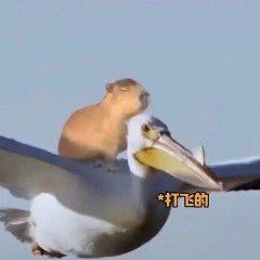 不行就不行的钢琴谱