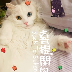 茉莉花的钢琴谱