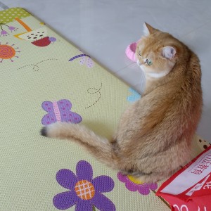 尾巴弹钢琴。的钢琴谱