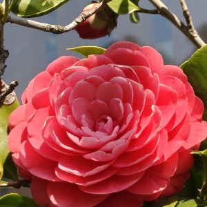 150****4109的钢琴谱