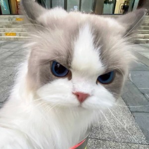 159****3021的钢琴谱