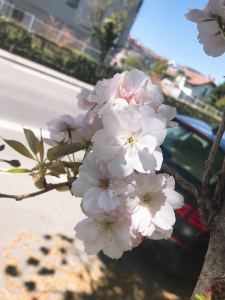 এMི།LAོུ༣的钢琴谱