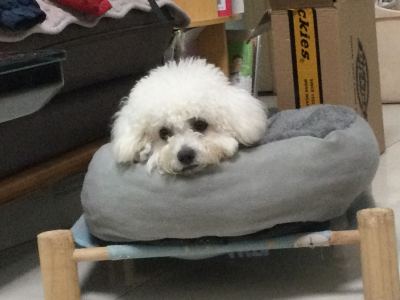 Merry Christmas Mr. Lawrence的演奏视频