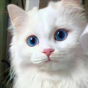 Celestia的个人空间