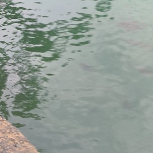 000的钢琴谱