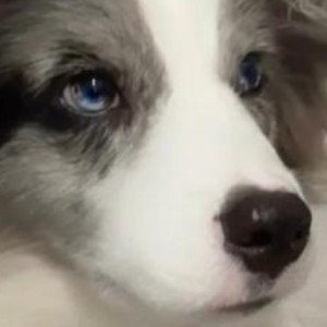 π的钢琴谱
