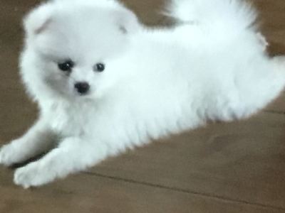 二九音域的钢琴谱