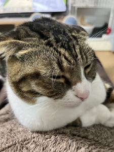 路过人间的猫的钢琴谱