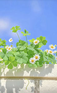 汽水配夏天的个人空间