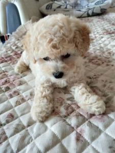 piano.贝少芬(暂退)i的个人空间