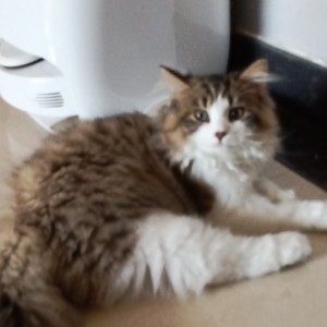 ACLer🐱的钢琴谱