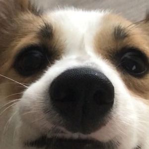 大笨狗的钢琴谱