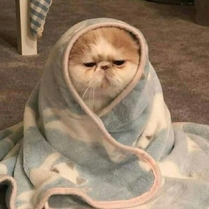 爱吃酸菜鱼的猫的钢琴谱