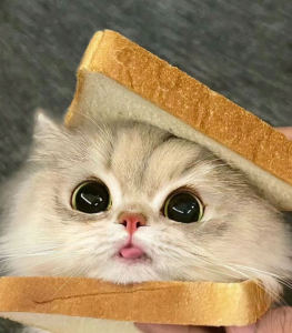 ciciyyds的个人空间