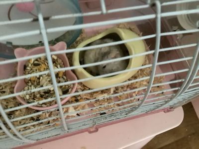 【三角洲联盟】组织带领人威龙的钢琴谱