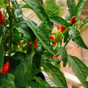 我是妈妈养的可爱猪啊的个人空间