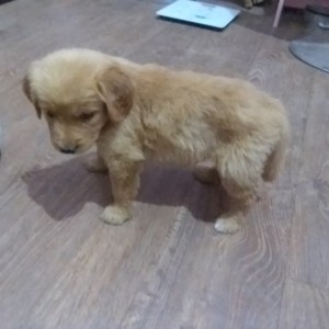李雅馨的钢琴谱
