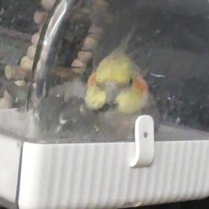 刺客伍六七 暗影宿命《空白》 a调的演奏视频