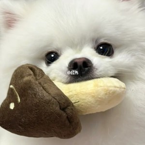 七七(曲琦)的钢琴谱