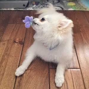 Hedwig's Theme的演奏视频