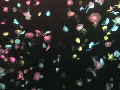 圆舞曲的演奏视频