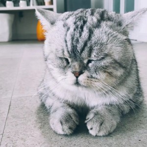 用户2630的钢琴谱