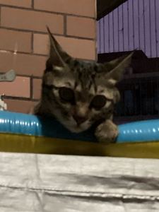 「炽焰」是哈咪呀的个人空间